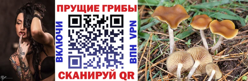 наркотики  мега tor  Галлюциногенные грибы Magic Shrooms  Шатура 